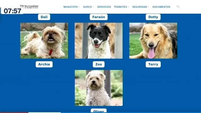 Surco presentó plataforma web para adoptar a animales rescatados
