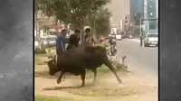 Toro escapa de camión y ataca patrullero de serenazgo