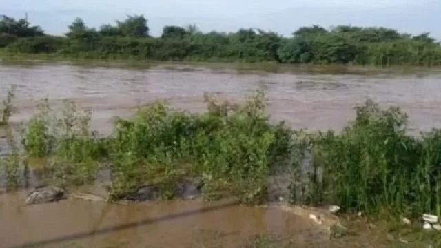 Hectáreas de cultivo fueron inundadas en Tumbes. Foto: Andina