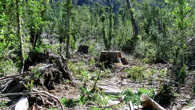 Los indígenas habrían denunciado un caso de tala ilegal. Foto: Andina