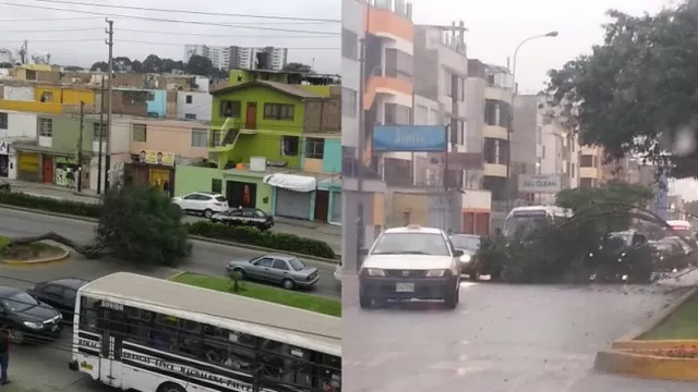 Usuarios reportaron la caída de dos árboles en diferentes puntos de Lima y Callao