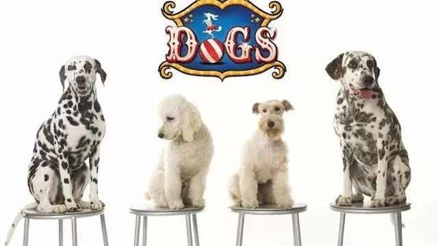 ‘Dogs’, el circo que reúne a los perros más famosos del cine llega a Lima