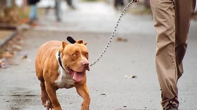 Un perro pitbull atacó a Santiago Veer, de dos años, a quien provocó graves heridas en la cara y el cuello. (Vía: La Nación)