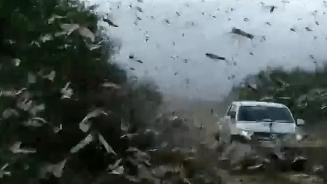 Argentina: Provincia de Corrientes sufre plaga de langostas y su control es &quot;complejo&quot;. Foto: Foro TV