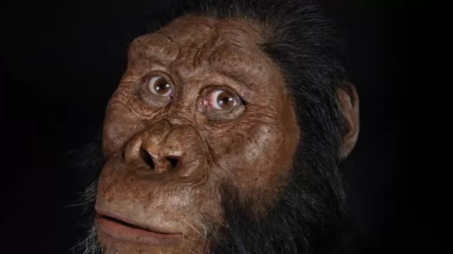 Así lucía el Australopithecus Anamensis, ancestro humano de hace 3,8 millones de años