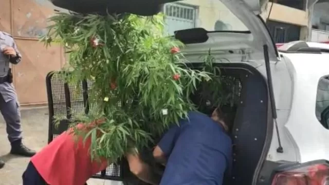 Brasil: Arrestan a hombre por tener un árbol de Navidad hecho de marihuana. Foto: TV GAZETA