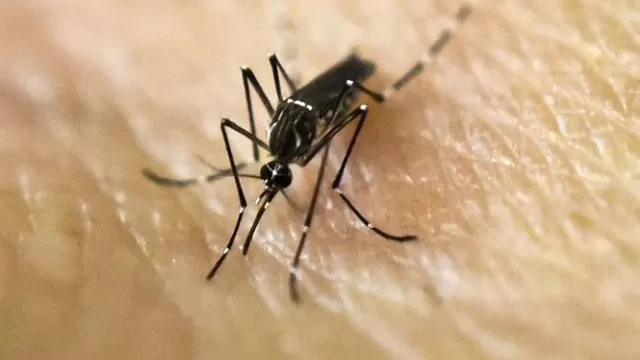 Brasil: Identifican nueva cepa del virus del zika que puede causar otra epidemia. Foto: AFP