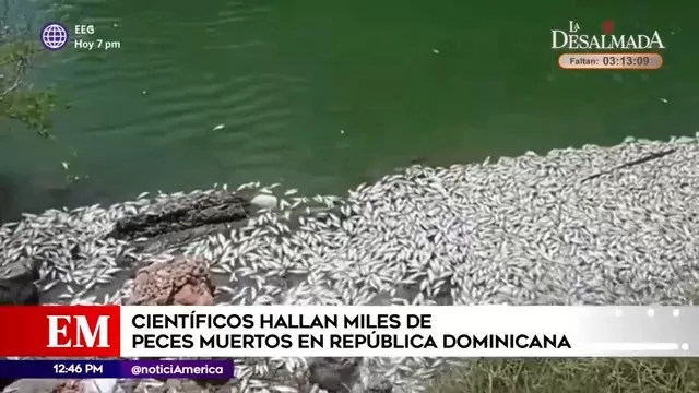 Científicos hallan miles de peces muertos en República Dominicana