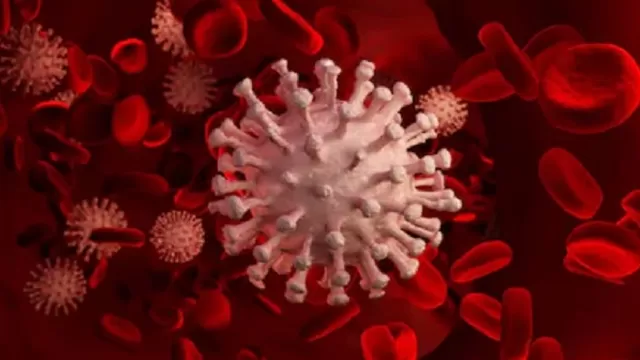 Coronavirus: Estudio sostiene que COVID-19 ataca vasos sanguíneos de múltiples órganos. Foto: Shutterstock