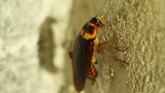 Cucarachas se están haciendo invencibles y ahora resisten a casi todos los insecticidas. Foto: Pixabay