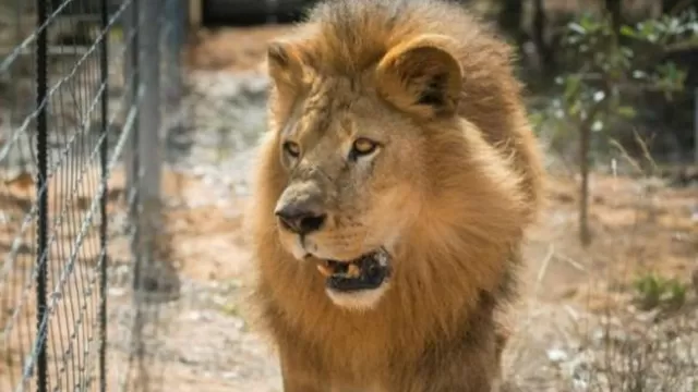 EE.UU.: león mata a trabajadora de un zoológico
