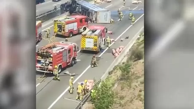 España: Camión que transportaba cerdos chocó tras accidente de tránsito y ocasionó congestión en autopista