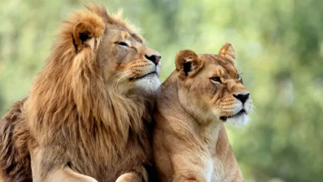 España: Cuatro leones de un zoológico se contagiaron de coronavirus