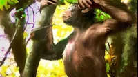 Fósiles de mono arrojan pistas sobre cómo ancestros del hombre empezaron a caminar