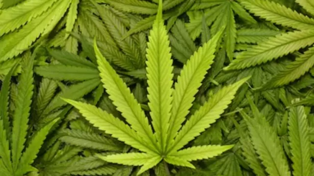 Francia: Incautan 373 kg de marihuana escondidos en lechugas. Foto: Shutterstock