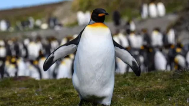 Hallan en la Antártida fósiles de pingüino gigante de hace 35 millones de años. Foto: Shutterstock/referencial