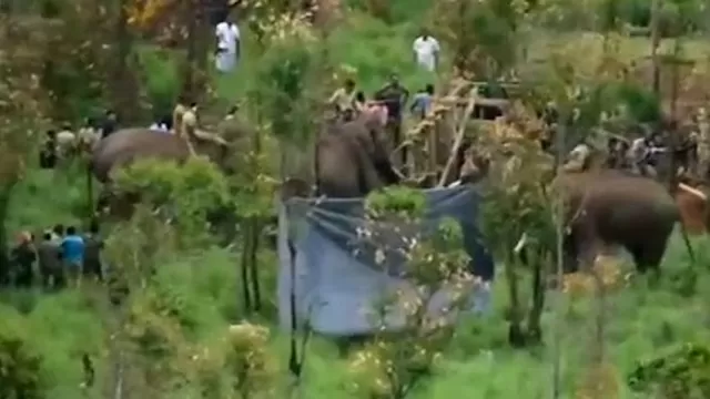 India: Capturan a elefante que robaba arroz y mató a 6 personas