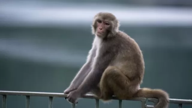 India: un mono mata a un beb&eacute; de doce d&iacute;as de nacido. (Foto: Informe 21/referencial)