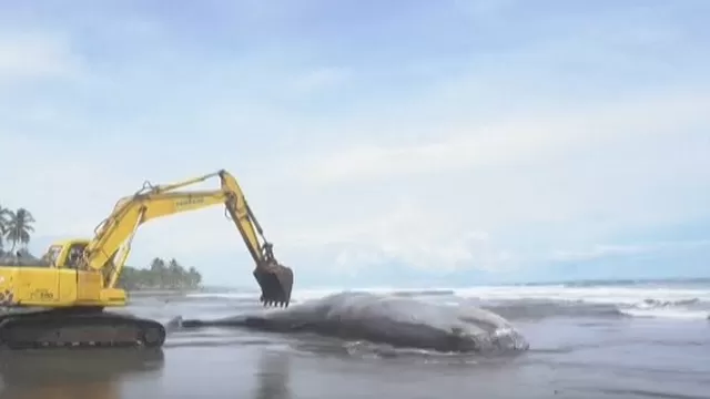Indonesia: Hallan muerto a ballena en una playa de Bali