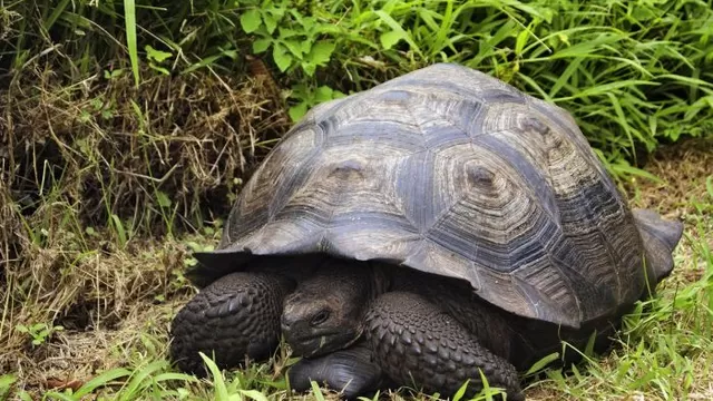   La tortuga 'Chelonoidis donfaustoi'. Esta especie recibió su nombre en honor a Don Fausto Llerena, el histórico custodio del solitario George / Foto: AFP