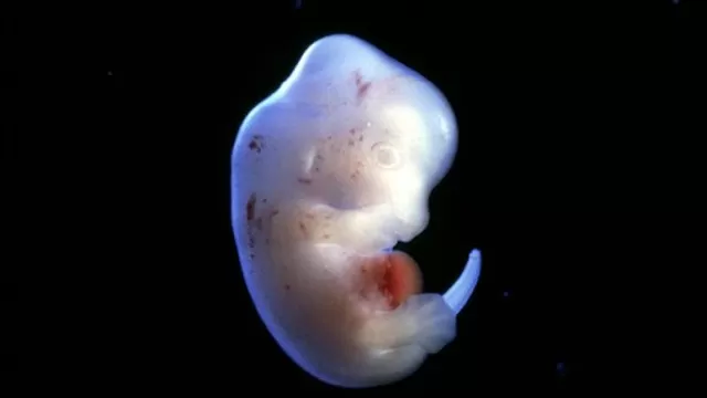 Jap&oacute;n autoriza experimento para crear embriones h&iacute;bridos entre humanos y animales. Foto: Science Pictures ltd/SPL