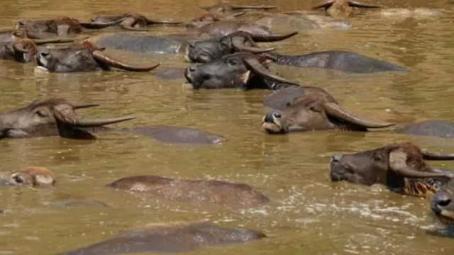 Unos 400 búfalos se ahogaron misteriosamente en un río de Namibia