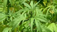ONU reconoce oficialmente las propiedades medicinales del cannabis