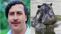 Pablo Escobar: Expertos definirán el futuro de los hipopótamos del narcotraficante