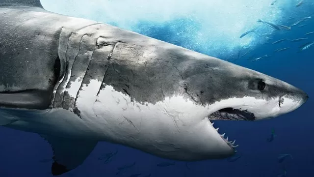 Tiburón blanco fue devorado por un "misterioso monstruo marino"