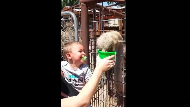Un bebé y una avestruz: amor a primera risa
