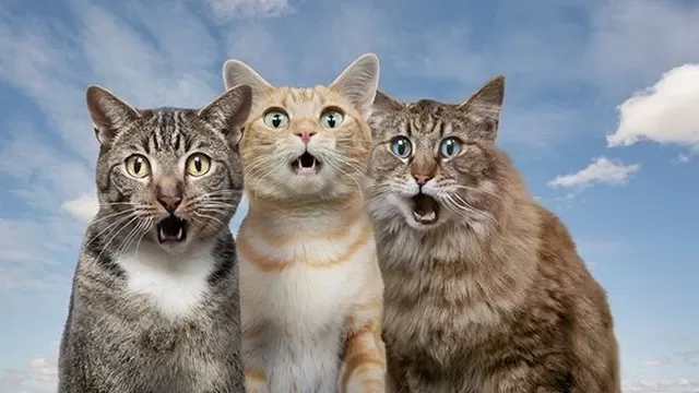Día Internacional del Gato: los mejores videos en redes sociales