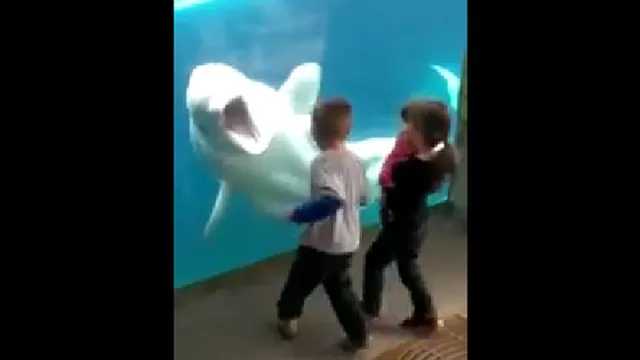 Un divertido delfín asusta a niños que intentaban acercarse a su estanque