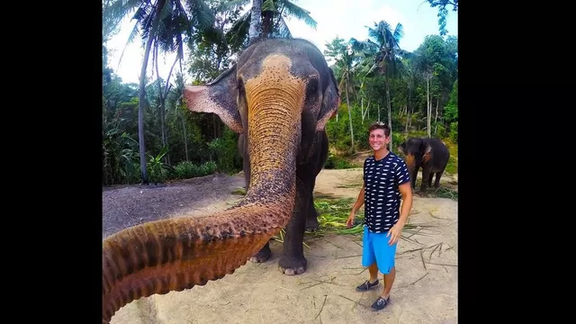 Elefante se tomó un selfie con turista en Tailandia 