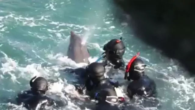 Capturan a delfín en Taiji, Japón. (Vía: Facebook)