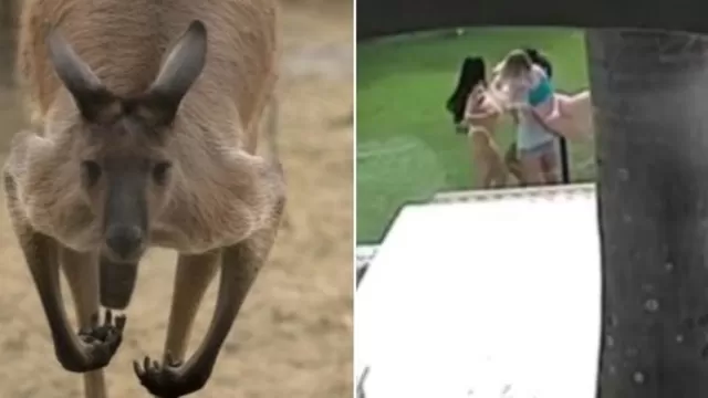 Instagram viral: canguro irrumpe en sesión de fotos y hace huir a modelos en bikini
