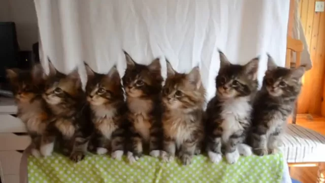 Mira los divertidos reflejos que tienen estos siete gatitos