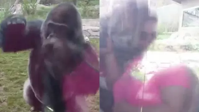 Mira la reacción de este gorila al ver a una niña golpearse el pecho