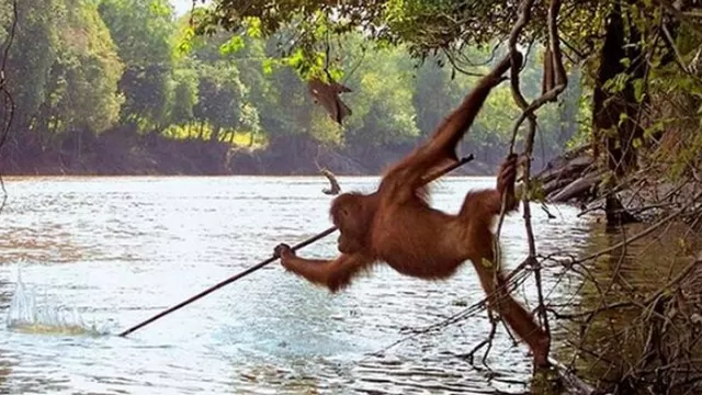 La fotografía de un orangután usando una lanza para atrapar peces en la isla de Borneo al sudeste de Asia ha ha dado la vuelta al mundo. Foto: Gerd Schuster