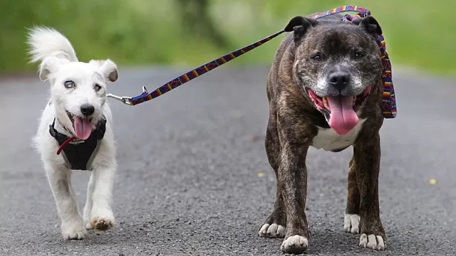 Perro ciego no puede separarse de su amigo guía y buscan un hogar para los dos
