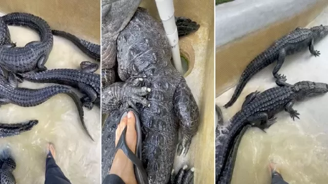 TikTok: Biólogo entra a piscina llena de cocodrilos y la reacción de los reptiles se vuelve viral
