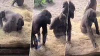 TikTok: La reacción de unos gorilas al encontrar una serpiente dentro de su jaula se vuelve viral