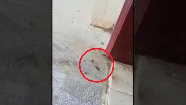 YouTube: avispón y cucaracha protagonizan pelea que termina de forma inesperada