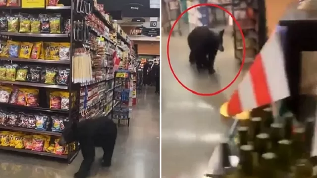 YouTube: Captan a oso paseando por pasillos de un supermercado