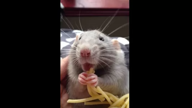 YouTube: este ratoncito derretirá tu corazón por la forma en la que come sus fideos