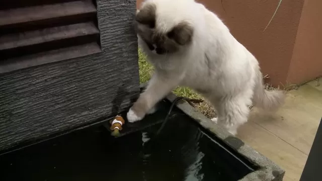 YouTube: gato héroe salvó a pez payaso que no podía nadar 