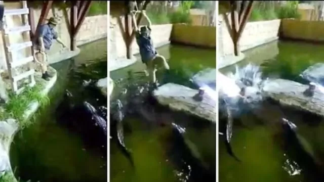 YouTube: hombre cae a estanque lleno de caimanes tras romperse la cuerda en show