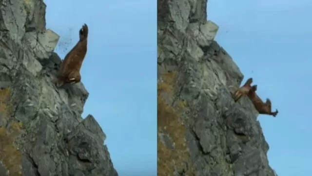 YouTube: el impactante momento en el que morsas se lanzan de un acantilado 