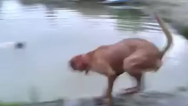 YouTube: perro saltó a un lago porque pensó que su dueño se estaba ahogando