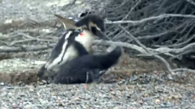 Pelea entre Pingüinos. (Vía: Twitter)