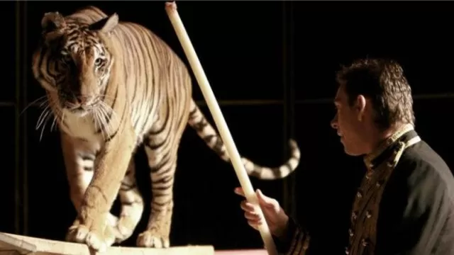 YouTube: tigre aterra al público al escapar de jaula en pleno show en circo de China